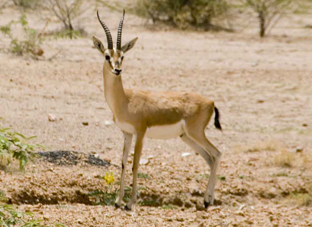 Antílope - India 3.jpg